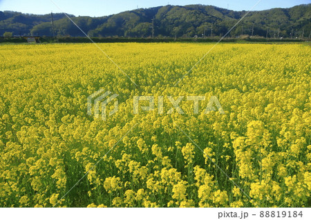 菜の花畑 菜の花畑 88819184