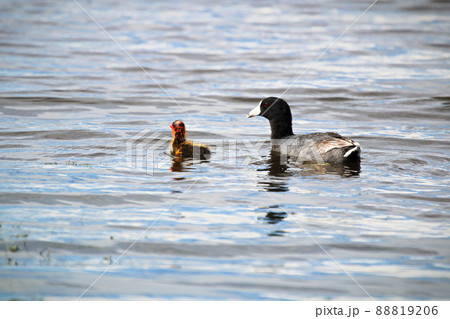An American Coot swimming with a chick An American Coot swimming with a chick 88819206