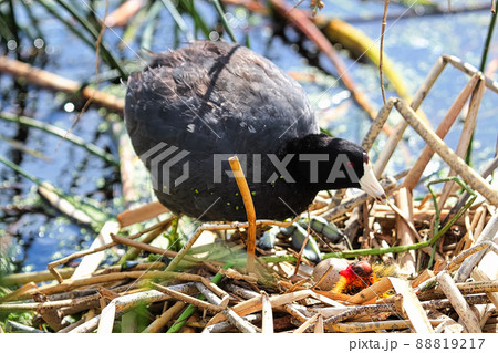 A protective American Coot and newly hatched chick A protective American Coot and newly hatched chick 88819217