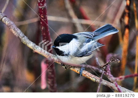 A chickadee sitting on a branch in winter 88819270
