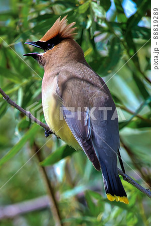Closeup of a Cedar Waxwing bird singing 88819289