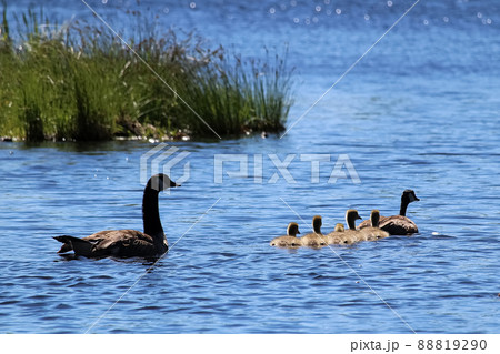A family of Canada Geese swim in the morning sunlight 88819290