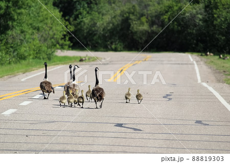 Two families of Canada Geese walk down a highway Two families of Canada Geese walk down a highway 88819303