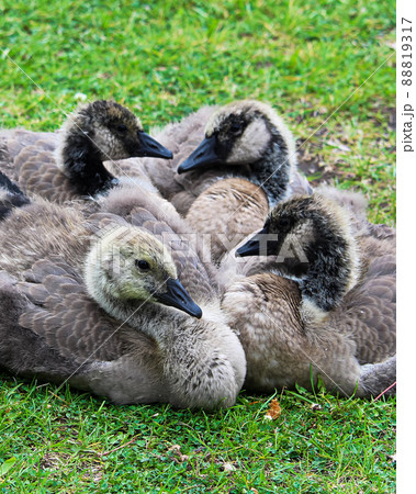 Closeup view of juvenile Canada Geese in various stages of molting 88819317
