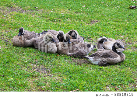 A group of juvenile Canada Geese huddled together 88819319