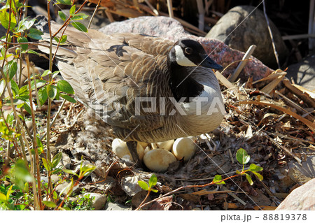 A mother Canadian Goose standing over her next os eggs 88819378