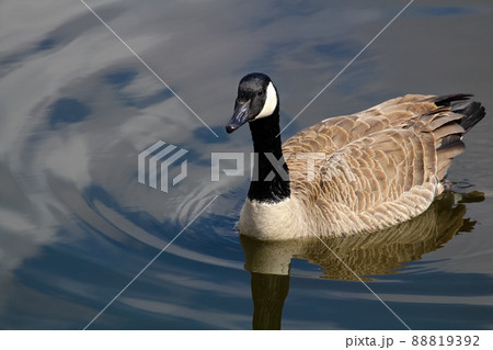 A Canada Goose swimming on calm blue water A Canada Goose swimming on calm blue water 88819392
