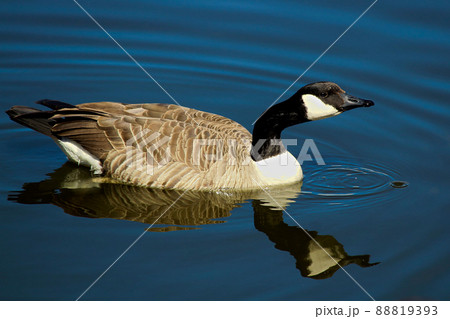 A Canada Goose swimming on calm water with its' reflection A Canada Goose swimming on calm water with its' reflection 88819393