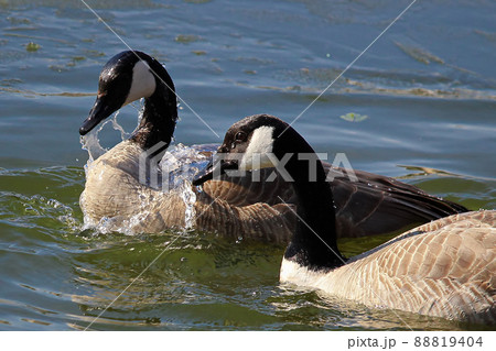 A pair of Canadian Geese washing themselves in water 88819404