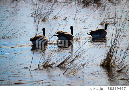 Three Canadian Geese swimming on a frozen pond 88819447