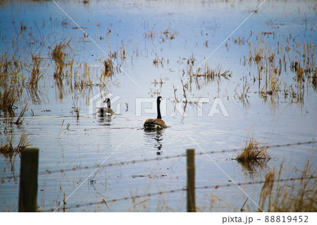 A pair of Canadian Geese swimming on a water filled field A pair of Canadian Geese swimming on a water filled field 88819452