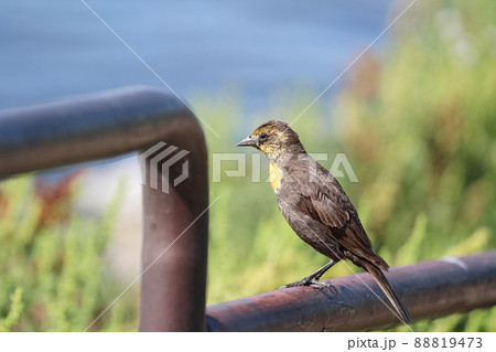 A female yellow-headed blackbird stands on a rail A female yellow-headed blackbird stands on a rail 88819473