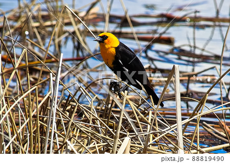 Side view of a male yellow headed blackbird Side view of a male yellow headed blackbird 88819490