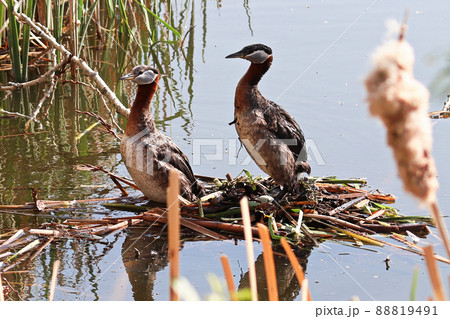 Two red-necked grebe stand on a nest with an egg 88819491