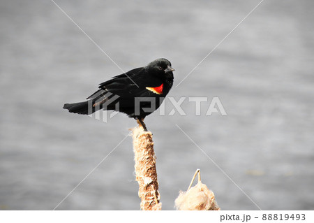 Red winged blackbird sitting on a dried cattail with a grey background Red winged blackbird sitting on a dried cattail with a grey background 88819493