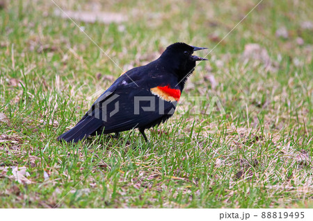 A red winged blackbird calling on the grass 88819495