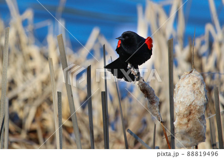 Red winged blackbird sitting on a dried cattail with a blue background 88819496
