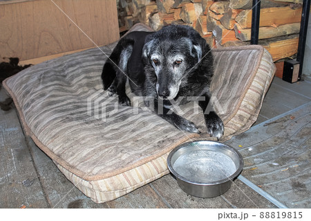 A sad dog with a frozen water bowl 88819815