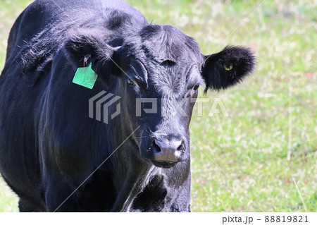 Closeup of the head of a black cow with ear tag Closeup of the head of a black cow with ear tag 88819821