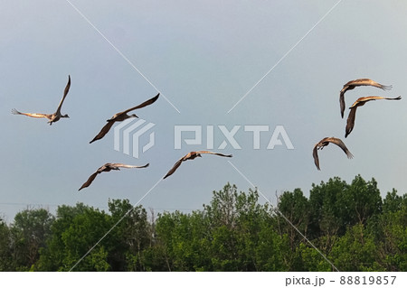 A flock of sandhill cranes in flight 88819857