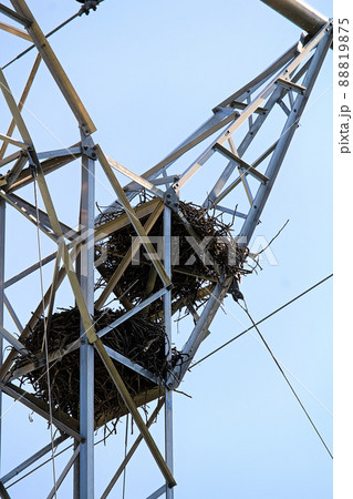 Two raven nests at the top of a power pole tower 88819875