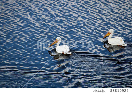 Two pelicans swim in blue reflective water 88819925