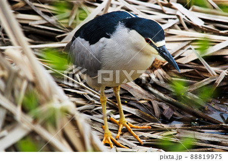 A Black Crown Night Heron walking along dried reeds 88819975