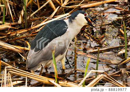 A Black Crown Night Heron eating a goldfish 88819977