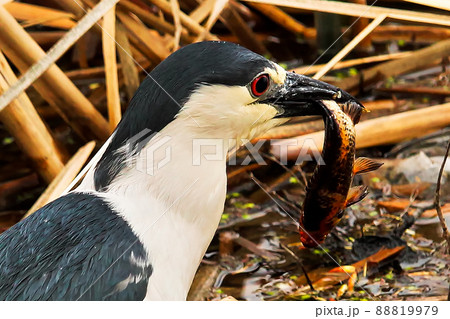 A closeup of a Black Crown Night Heron eating a fish 88819979