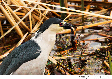 A Black Crown Night Heron eating a goldfish A Black Crown Night Heron eating a goldfish 88819980