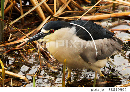 A Black Crown Night Heron walking along dried reeds A Black Crown Night Heron walking along dried reeds 88819992