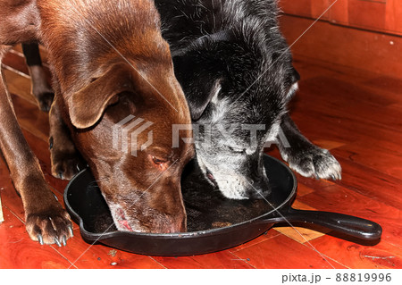 Two dogs lick out a cast iron pan on the floor Two dogs lick out a cast iron pan on the floor 88819996