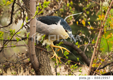 A Black Crown Night Heron jumping from a branch in a tree A Black Crown Night Heron jumping from a branch in a tree 88819997