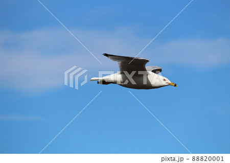 A seagull flying against a blue cloudy sky 88820001