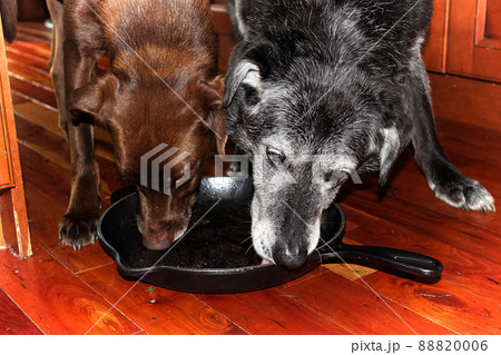 Two dogs lick out a cast iron pan on the floor Two dogs lick out a cast iron pan on the floor 88820006