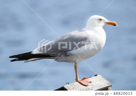 Closeup of a Herring Gull with a blue background 88820013