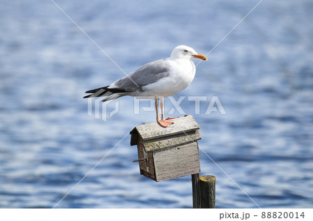 A Herring Gull standing on a birdhouse 88820014