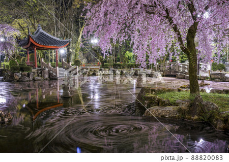 岐阜県岐阜市　岐阜公園・日中友好庭園の花筏 88820083