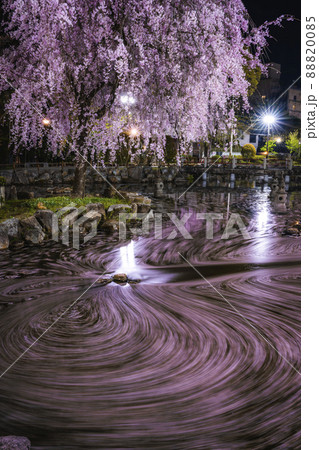 岐阜県岐阜市　岐阜公園・日中友好庭園の花筏 88820085
