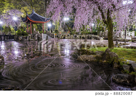 岐阜県岐阜市　岐阜公園・日中友好庭園の花筏 88820087