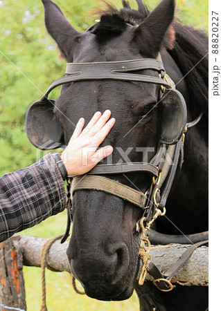 Petting a black horse with a bridle and blinkers Petting a black horse with a bridle and blinkers 88820227