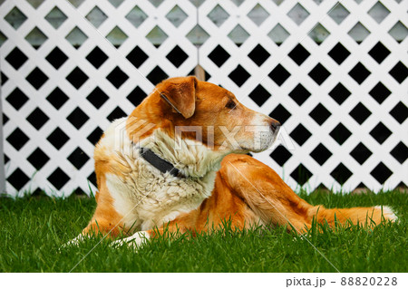 Old farm dog sitting on grass with a white lattice background 88820228