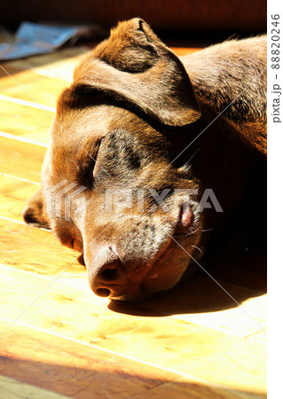 A very happy dog lying in the sunlight sleeping A very happy dog lying in the sunlight sleeping 88820246