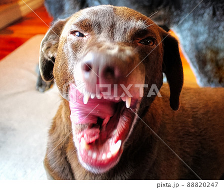 A dog snaps and snarls at the camera A dog snaps and snarls at the camera 88820247