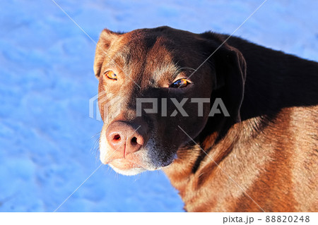 A brown dog staring at the camera against a blue background 88820248