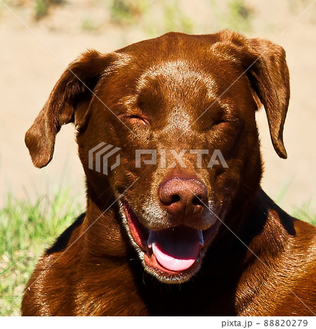 Closeup of a dog laughing so hard it's eyes are closed 88820279