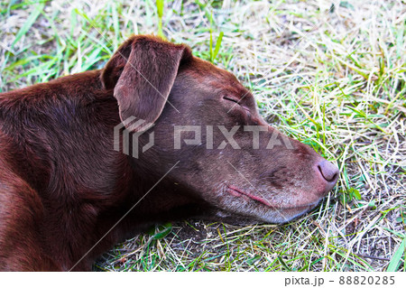 Closeup of a sleeping dog head in the grass 88820285