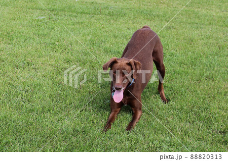 Playful Dog Ready to Jump Playful Dog Ready to Jump 88820313