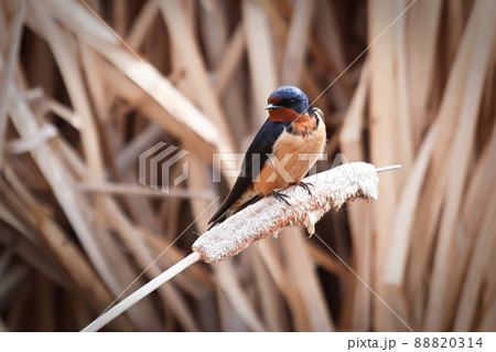 Closeup of a barn swallow sitting on cattail reeds 88820314