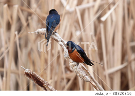 Closeup of a barn swallows sitting on cattail reeds 88820316